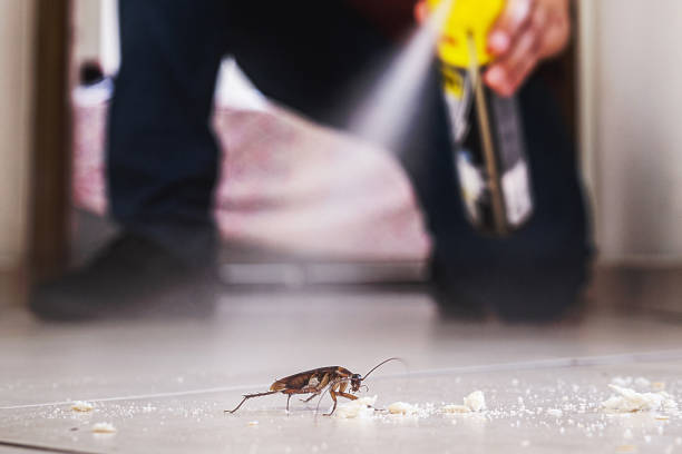 Flea Control Services in Highland Park, IL